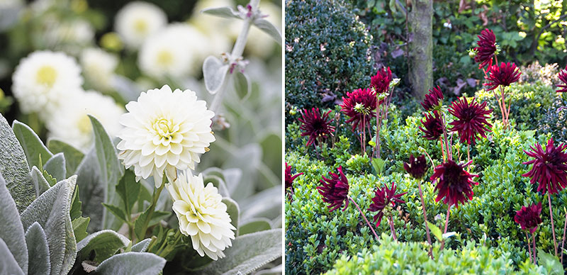 vit bolldahlia med lammöra och kaktusdahlia med buxbom i rabatt